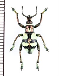 カタゾウムシの一種 　Polycatus eupholoides　フィリピン(ミンダナオ島)