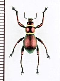 カタゾウムシの一種 　Pachyrhynchus subamabilis　フィリピン(ミンダナオ島)