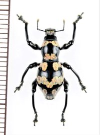 カタゾウムシの一種　Pachyrhynchus niisatoi　 フィリピン(ルソン島)