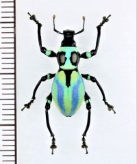 カタゾウムシの一種　Pachyrhynchus sp.  フィリピン(ルソン島)