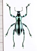 カタゾウムシの一種　Pachyrhynchus inclytus modestior　フィリピン(ルソン島)