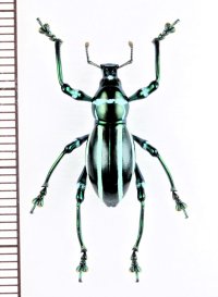 カタゾウムシの一種　Pachyrhynchus inclytus modestior　フィリピン(ルソン島)