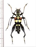 カミキリムシの一種　Sagridola maculosa  ♂　マダガスカル