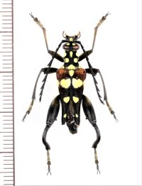 カミキリムシの一種　Sagridola maculosa  ♂　マダガスカル