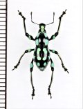 ゾウムシの一種　Metapocyrtus sp.　 フィリピン(ミンダナオ島)
