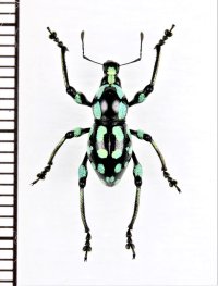 ゾウムシの一種　Metapocyrtus sp.　 フィリピン(ミンダナオ島)