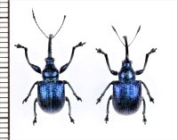 チョッキリゾウムシの一種　Rhynchitinae species　ペア　中国（雲南省）
