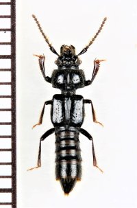 ツノツツハネカクシの一種　Priochirus sp.　ベトナム中部