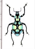 カタゾウムシの一種　Pachyrhynchus sanchezi 　フィリピン(ルソン島)