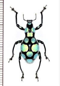 カタゾウムシの一種　Pachyrhynchus sanchezi 　フィリピン(ルソン島)