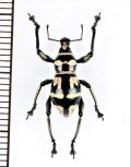 カタゾウムシの一種　Metapocyrtus perpulcheroides　フィリピン(ミンダナオ島)
