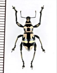カタゾウムシの一種　Metapocyrtus perpulcheroides　フィリピン(ミンダナオ島)