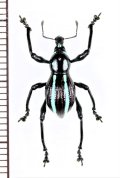 カタゾウムシの一種　Pachyrhynchus caeruleovittatus　フィリピン(ミンダナオ島)