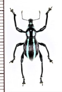 カタゾウムシの一種　Pachyrhynchus caeruleovittatus　フィリピン(ミンダナオ島)