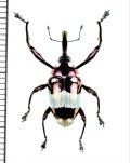 アシナガゾウムシの一種　Alcidodes chalcomorphus　フィリピン(ミンダナオ島)
