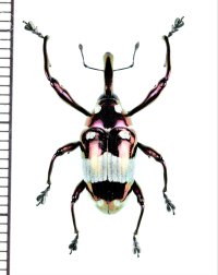 アシナガゾウムシの一種　Alcidodes chalcomorphus　フィリピン(ミンダナオ島)