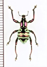 カタゾウムシの一種　Pachyrhynchus sp.　 フィリピン(ミンダナオ島)