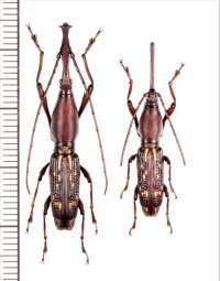ミツギリゾウムシの一種　Brentidae species　ペア　ベトナム北東部