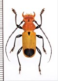 カミキリムシの一種 　Euryphagus lundii　♂　 ベトナム中部