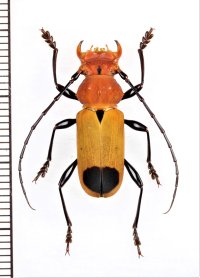 カミキリムシの一種 　Euryphagus lundii　♂　 ベトナム中部