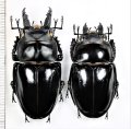 アマミマルバネクワガタ　特大ペア♂61.1mm♀52.1mm　奄美大島