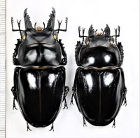 アマミマルバネクワガタ　特大ペア♂61.1mm♀52.1mm　奄美大島