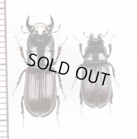 ツヤハダクワガタ  名義タイプ亜種　ペア　山梨県