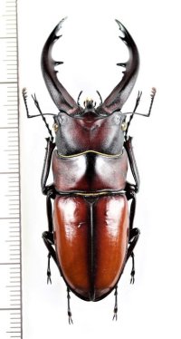 トカラノコギリクワガタ　大型♂62.3mm　悪石島