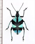 ゾウムシの一種　Polyteles decussatus　ペルー
