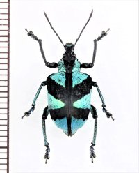 ゾウムシの一種　Polyteles decussatus　ペルー