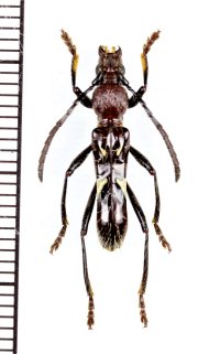 アリ擬態のカミキリムシの一種　Stenygra contracta　♀　ペルー