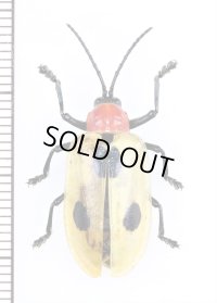 ハムシの一種　Alurnus sp.　ペルー