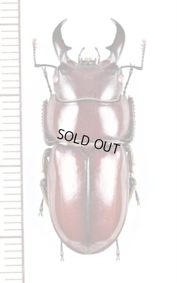 画像1: ダイトウヒラタクワガタ　♂33mm　北大東島