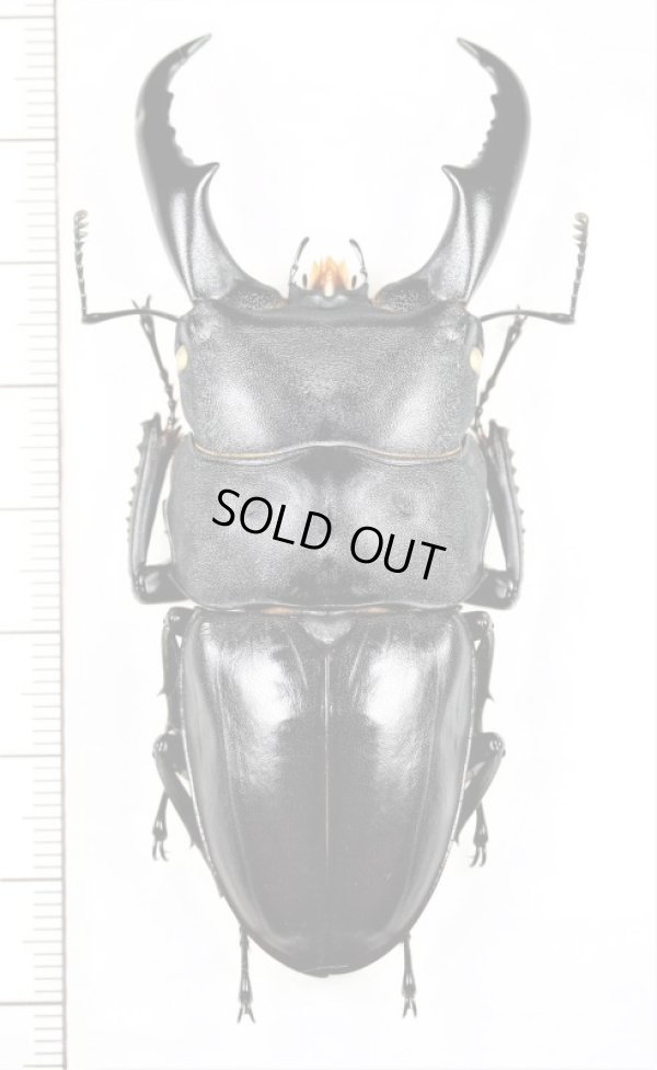 画像1: サキシマヒラタクワガタ　特大♂　76.5mm　石垣島