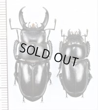 チョウセンヒラタクワガタ　ペア♂38.4mm♀27.7mm　対馬