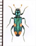 カッコウムシの一種　Trichodes sp.　トルコ