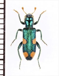 カッコウムシの一種　Trichodes sp.　トルコ