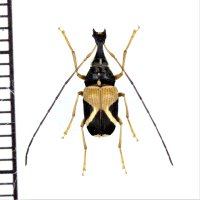 アリバチ擬態のヒゲナガゾウムシの一種　Anthribidae species　フィリピン(ルソン島)