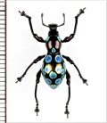 カタゾウムシの一種　Pachyrhynchus congestus pavonius　フィリピン(ルソン島)