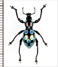 カタゾウムシの一種　Pachyrhynchus congestus pavonius　フィリピン(ルソン島)