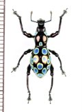 カタゾウムシの一種　Pachyrhynchus congestus pavonius　フィリピン(ルソン島)