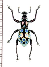 カタゾウムシの一種　Pachyrhynchus congestus pavonius　フィリピン(ルソン島)