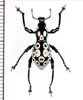 カタゾウムシの一種　Pachyrhynchus congestus pavonius　フィリピン(ルソン島)