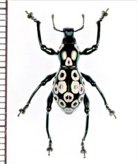 カタゾウムシの一種　Pachyrhynchus congestus pavonius　フィリピン(ルソン島)