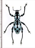 カタゾウムシの一種　Pachyrhynchus congestus ocellatus　フィリピン(ルソン島)