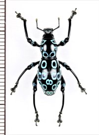 カタゾウムシの一種　Pachyrhynchus congestus ocellatus　フィリピン(ルソン島)