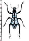 カタゾウムシの一種　Pachyrhynchus congestus ocellatus　フィリピン(ルソン島)