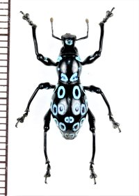 カタゾウムシの一種　Pachyrhynchus congestus ocellatus　フィリピン(ルソン島)