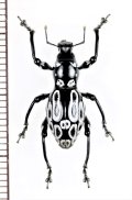 カタゾウムシの一種　Pachyrhynchus sp.　フィリピン(ルソン島)
