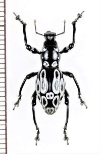 カタゾウムシの一種　Pachyrhynchus sp.　フィリピン(ルソン島)